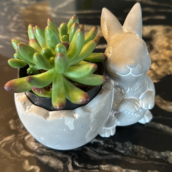 2 inch bunny rabbit cement planter - Picture 2 of 11